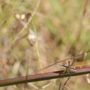 Conocephalus semivittatus at O'Connor, ACT - 23 Jan 2023