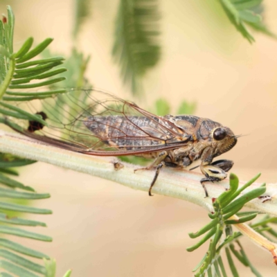 Galanga labeculata (Double-spotted cicada) at O'Connor, ACT - 22 Jan 2023 by ConBoekel
