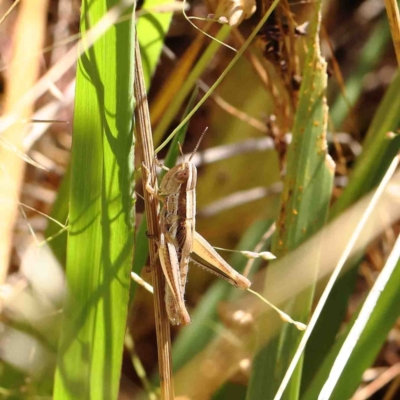 Macrotona australis (Common Macrotona Grasshopper) at O'Connor, ACT - 23 Jan 2023 by ConBoekel