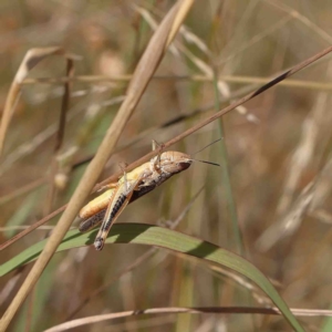 Macrotona australis at O'Connor, ACT - 23 Jan 2023 11:00 AM