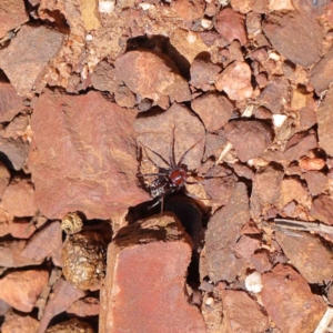 Habronestes sp. (genus) at O'Connor, ACT - 23 Jan 2023