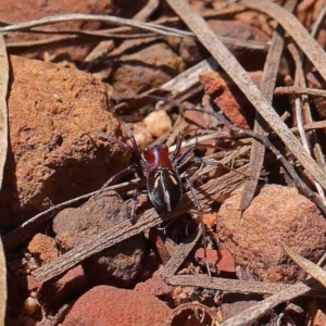 Habronestes sp. (genus) at O'Connor, ACT - 23 Jan 2023