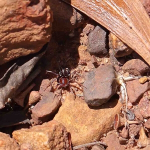 Habronestes sp. (genus) at O'Connor, ACT - 23 Jan 2023