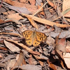 Heteronympha merope (Common Brown Butterfly) at O'Connor, ACT - 23 Jan 2023 by ConBoekel