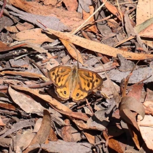 Heteronympha merope at O'Connor, ACT - 23 Jan 2023