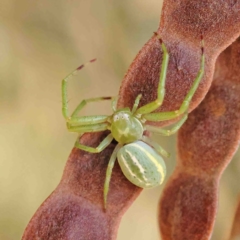 Lehtinelagia prasina (Leek-green flower spider) at O'Connor, ACT - 23 Jan 2023 by ConBoekel