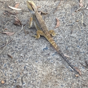 Pogona barbata at Aranda, ACT - 26 Jan 2023