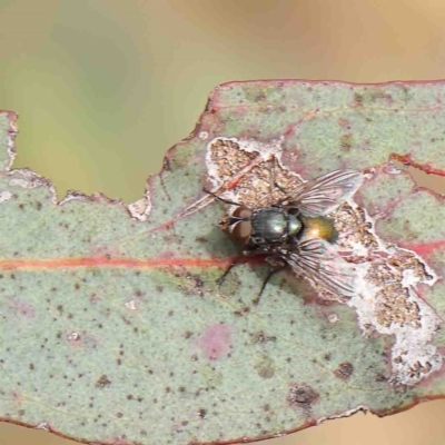 Tachinidae (family) (Unidentified Bristle fly) at O'Connor, ACT - 22 Jan 2023 by ConBoekel