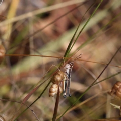 Macrotona australis (Common Macrotona Grasshopper) at O'Connor, ACT - 23 Jan 2023 by ConBoekel