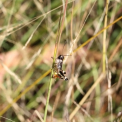 Macrotona australis at O'Connor, ACT - 23 Jan 2023