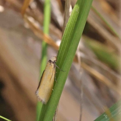 Telocharacta metachroa (A concealer moth) at O'Connor, ACT - 23 Jan 2023 by ConBoekel