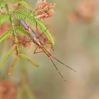 Rayieria acaciae (Acacia-spotting bug) at O'Connor, ACT - 22 Jan 2023 by ConBoekel