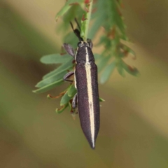 Rhinotia sp. (genus) at O'Connor, ACT - 23 Jan 2023 09:08 AM