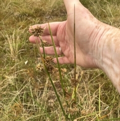 Juncus australis (Australian Rush) at Molonglo Valley, ACT - 29 Jan 2023 by lbradley