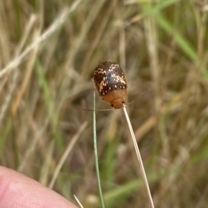 Paropsis aspera at Aranda, ACT - 27 Jan 2023