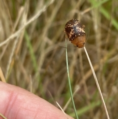 Paropsis aspera at Aranda, ACT - 27 Jan 2023