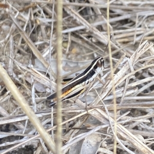 Macrotona australis at Aranda, ACT - 27 Jan 2023