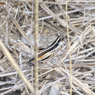 Macrotona australis (Common Macrotona Grasshopper) at Aranda, ACT - 27 Jan 2023 by Jubeyjubes