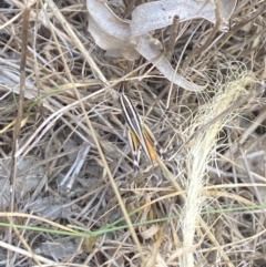 Macrotona australis at Aranda, ACT - 27 Jan 2023 01:40 PM