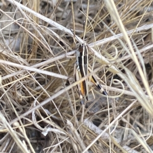 Macrotona australis at Aranda, ACT - 27 Jan 2023