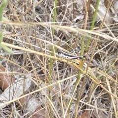 Macrotona australis at Aranda, ACT - 27 Jan 2023