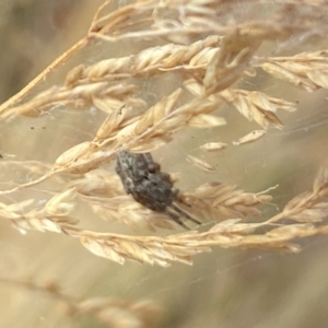 Badumna longinqua at Aranda, ACT - 27 Jan 2023