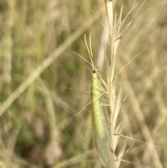 Norfolius howensis at Aranda, ACT - 27 Jan 2023