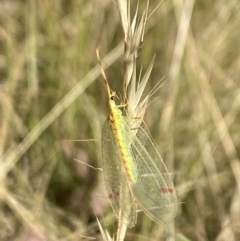 Norfolius howensis at Aranda, ACT - 27 Jan 2023