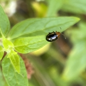 Nisotra sp. (genus) at Aranda, ACT - 27 Jan 2023