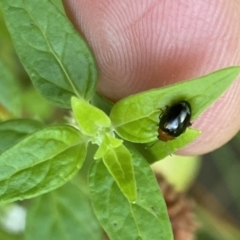 Nisotra sp. (genus) at Aranda, ACT - 27 Jan 2023