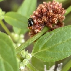 Nisotra sp. (genus) at Aranda, ACT - 27 Jan 2023