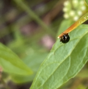 Nisotra sp. (genus) at Aranda, ACT - 27 Jan 2023