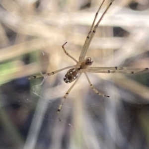 Leucauge dromedaria at Aranda, ACT - 27 Jan 2023