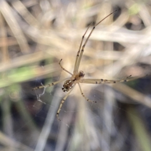 Leucauge dromedaria at Aranda, ACT - 27 Jan 2023