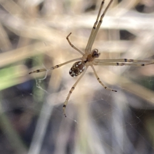 Leucauge dromedaria at Aranda, ACT - 27 Jan 2023