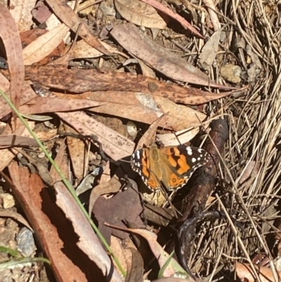 Vanessa kershawi (Australian Painted Lady) at Aranda, ACT - 27 Jan 2023 by Jubeyjubes