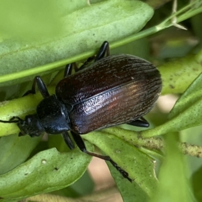 Homotrysis cisteloides (Darkling beetle) at Aranda, ACT - 7 Jan 2023 by Jubeyjubes