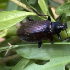 Homotrysis cisteloides at Aranda, ACT - 7 Jan 2023