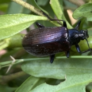 Homotrysis cisteloides at Aranda, ACT - 7 Jan 2023