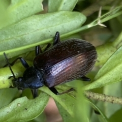 Homotrysis cisteloides at Aranda, ACT - 7 Jan 2023