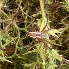 Plebs bradleyi (Enamelled spider) at Molonglo Valley, ACT - 29 Jan 2023 by KMcCue