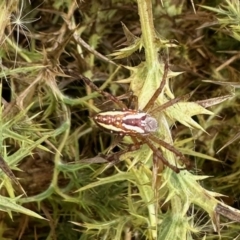 Plebs bradleyi (Enamelled spider) at Molonglo Valley, ACT - 28 Jan 2023 by KMcCue