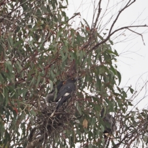 Strepera graculina at Strathnairn, ACT - 29 Jan 2023