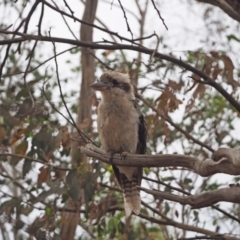 Dacelo novaeguineae (Laughing Kookaburra) at Woodstock Nature Reserve - 28 Jan 2023 by wombey