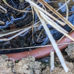 Unidentified Frog at Thurgoona, NSW - 27 Jan 2023 by ChrisAllen