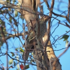 Ptilonorhynchus violaceus (Satin Bowerbird) at Coree, ACT - 27 Jan 2023 by wombey