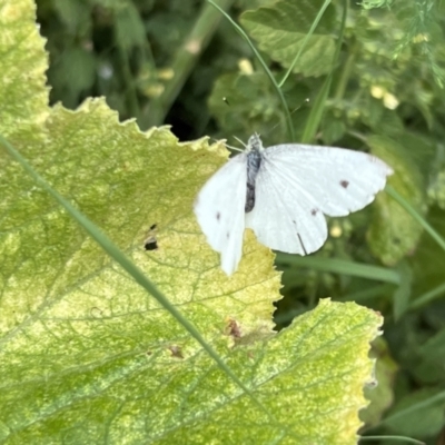 Pieris rapae (Cabbage White) at Holt, ACT - 28 Jan 2023 by JimL
