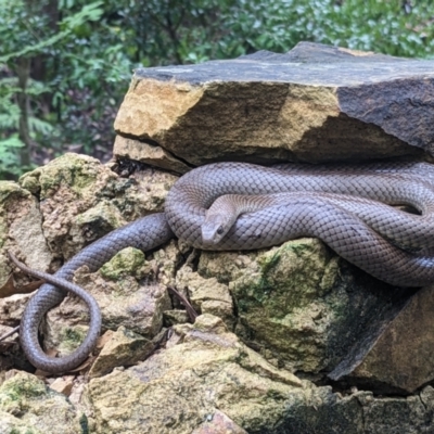 Pseudonaja textilis (Eastern Brown Snake) at Acton, ACT - 29 Jan 2023 by MTranter