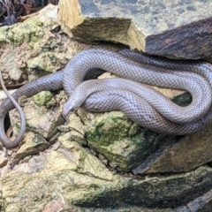 Pseudonaja textilis at Acton, ACT - 29 Jan 2023