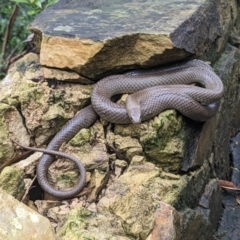 Pseudonaja textilis at Acton, ACT - 29 Jan 2023